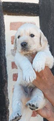 Les chiots de Golden Retriever