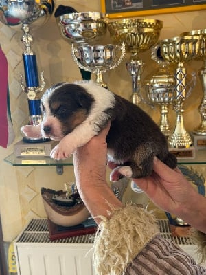 Les chiots de Berger Australien