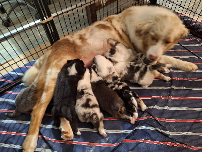 Les chiots de Berger Australien