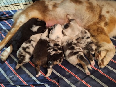 Les chiots de Berger Australien