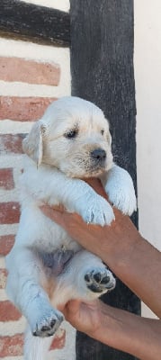 Les chiots de Golden Retriever