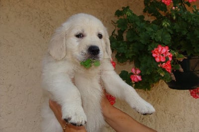 Les chiots de Golden Retriever