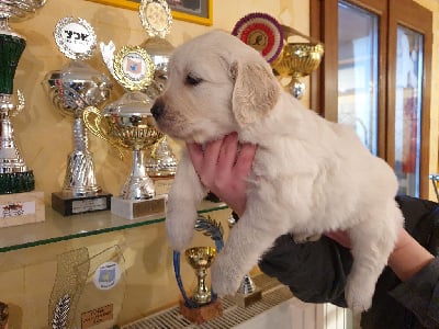 Les chiots de Golden Retriever