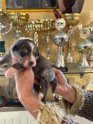 Les chiots de Berger Australien