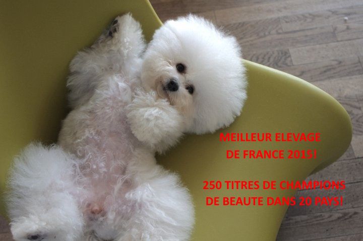 CHIOT 5 - Bichon Frise