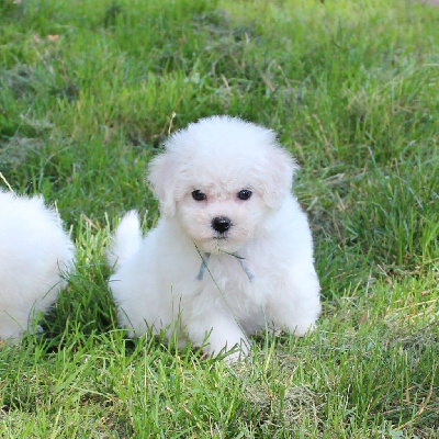 Les chiots de Bichon Frise