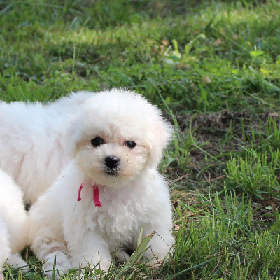 Les chiots de Bichon Frise