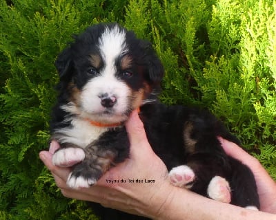 Les chiots de Bouvier Bernois