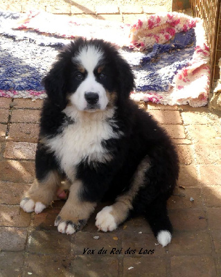 Les chiots de Bouvier Bernois