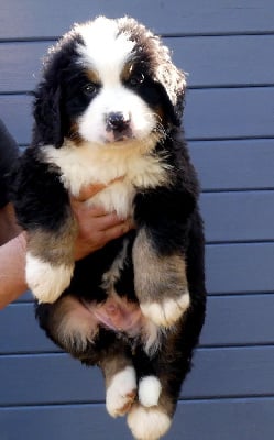 Les chiots de Bouvier Bernois