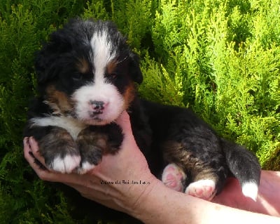 Les chiots de Bouvier Bernois