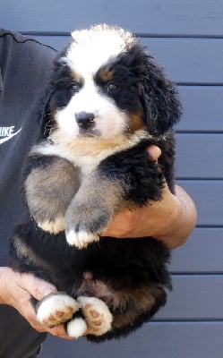 Les chiots de Bouvier Bernois