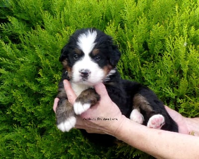 Les chiots de Bouvier Bernois