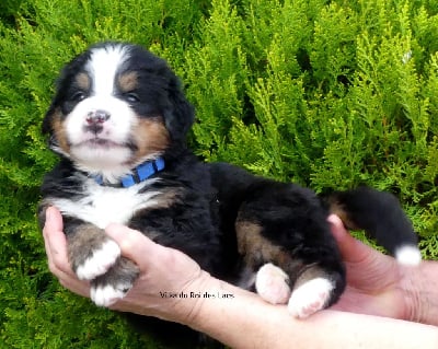 Les chiots de Bouvier Bernois