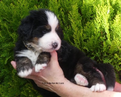 Les chiots de Bouvier Bernois