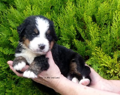 Les chiots de Bouvier Bernois