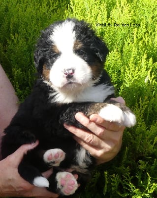 Les chiots de Bouvier Bernois