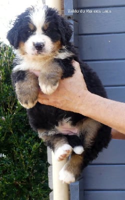 Les chiots de Bouvier Bernois