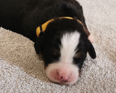 Les chiots de Bouvier Bernois