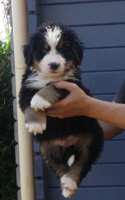 Les chiots de Bouvier Bernois