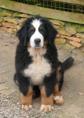 Les chiots de Bouvier Bernois