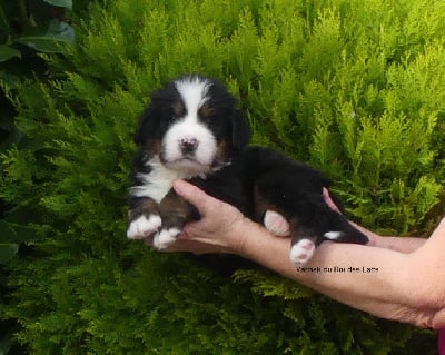 Les chiots de Bouvier Bernois