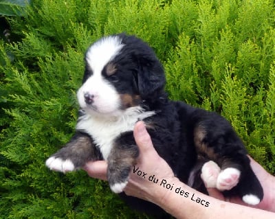 Les chiots de Bouvier Bernois