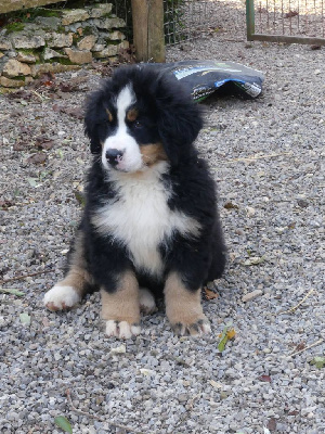 Les chiots de Bouvier Bernois