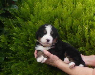 Les chiots de Bouvier Bernois