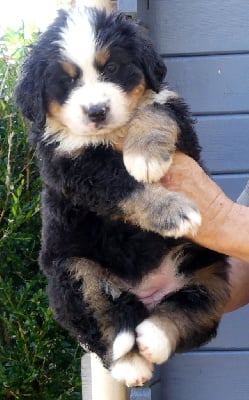 Les chiots de Bouvier Bernois