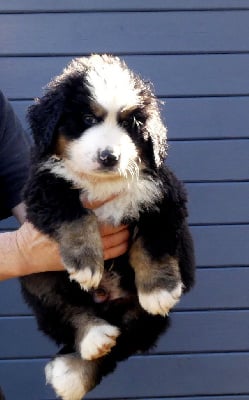 Les chiots de Bouvier Bernois