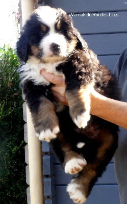 Les chiots de Bouvier Bernois