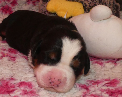 Les chiots de Bouvier Bernois