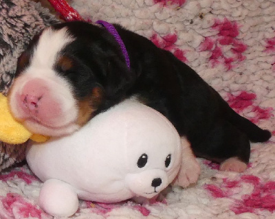 Les chiots de Bouvier Bernois