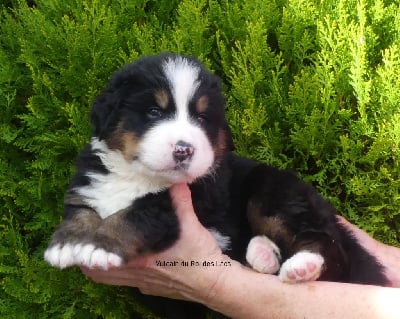 Les chiots de Bouvier Bernois