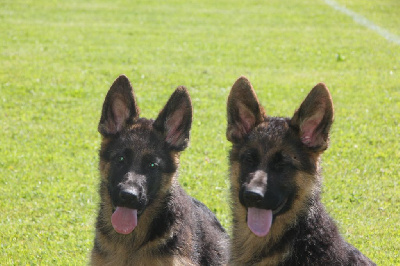 Les chiots de Berger Allemand