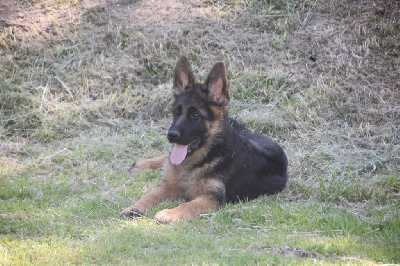 Les chiots de Berger Allemand