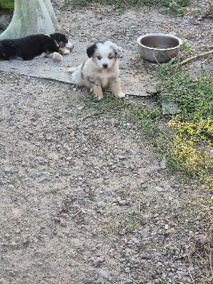 Les chiots de Berger Américain Miniature 