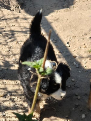 Les chiots de Berger Américain Miniature 