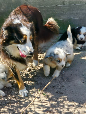 Les chiots de Berger Américain Miniature 