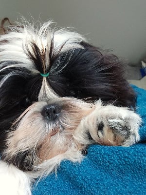 Shih Tzu