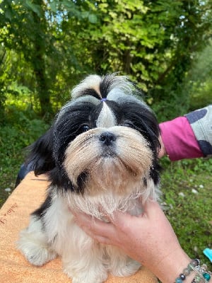 Les chiots de Shih Tzu