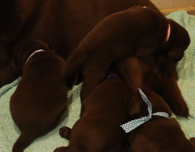 Les chiots de Labrador Retriever