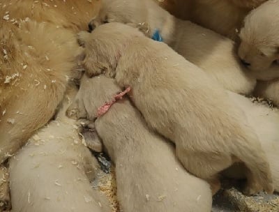 Les chiots de Golden Retriever