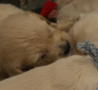 Les chiots de Golden Retriever