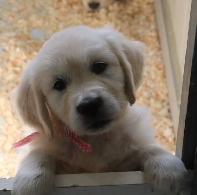 Les chiots de Golden Retriever