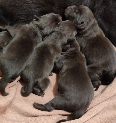 Les chiots de Labrador Retriever