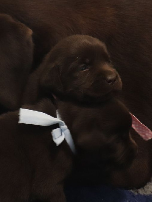 Les chiots de Labrador Retriever