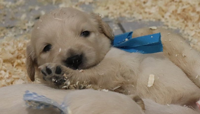 Les chiots de Golden Retriever