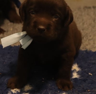 Les chiots de Labrador Retriever